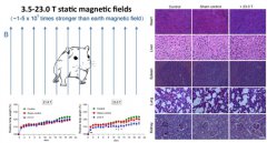 澳门威尼斯人网站探索稳态强磁场的生物安全性对更高场核磁共振扫描仪的开发
