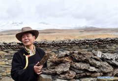 澳门威尼斯人线上娱乐Pic story of Yak Museum curator in China's Tibet